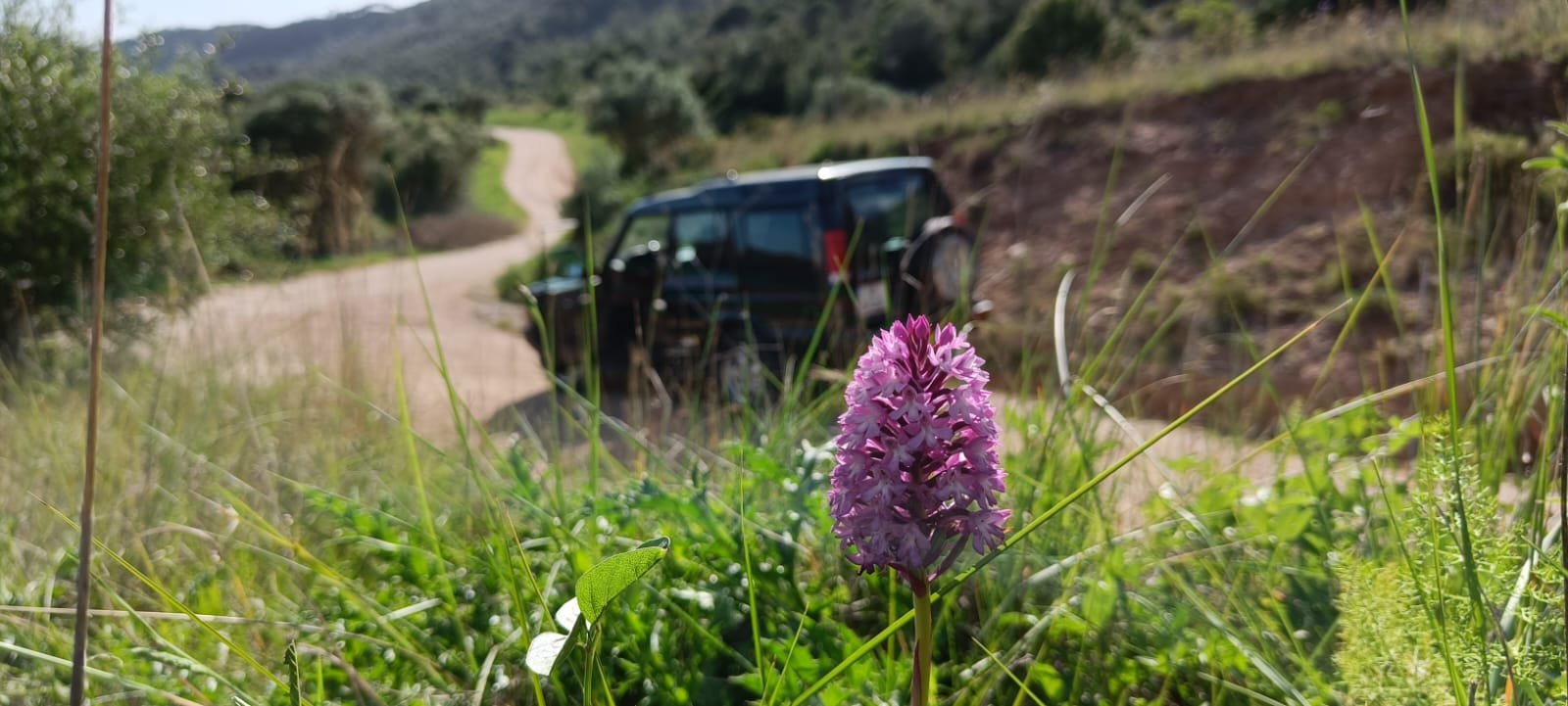 Caminhada por trilho arborizado na Arrábida