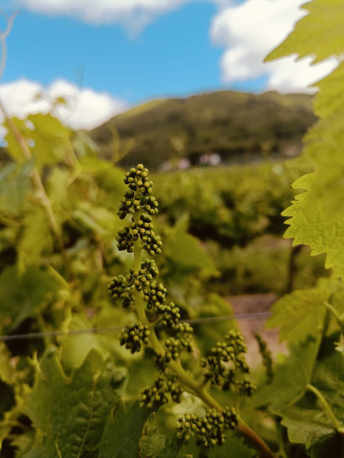 Cachos de uvas na vinha da Arrábida